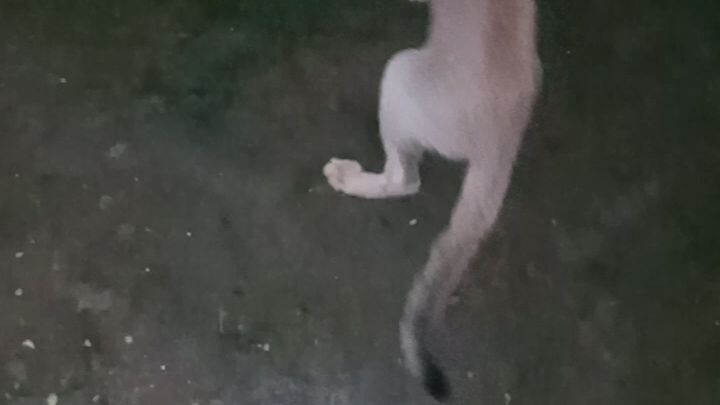 #dog#fight#cat#imagine