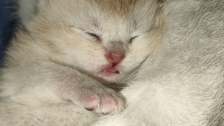 Tiny 6 days old kitten has a scary dream | Golden Scottish kitty sleeps