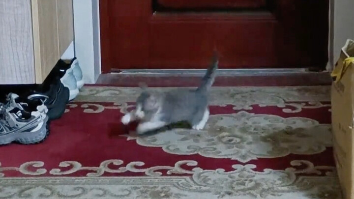 终于不是没有猫要的野人了