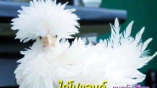 สัตว์เลี้ยงน่ารัก ไก่สวยงามขนปุกปุย ไก่โปแลนด์ (Polish Chicken) แถมยังสร้างรายได้ด้วย by คำเงินฟาร์ม