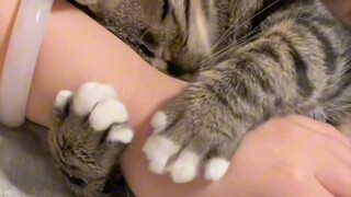 救命啊！狸花猫这样真的受不了啊