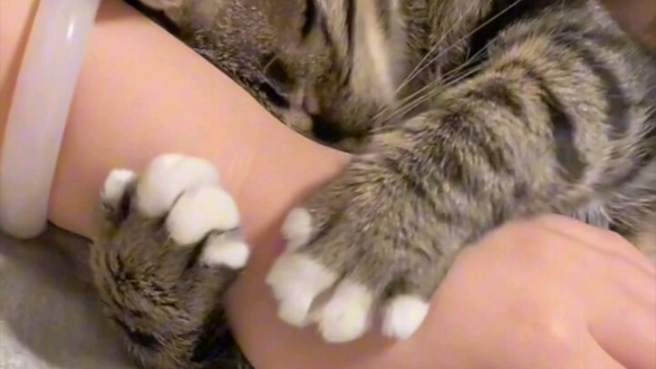 Help! I can’t stand this cat.