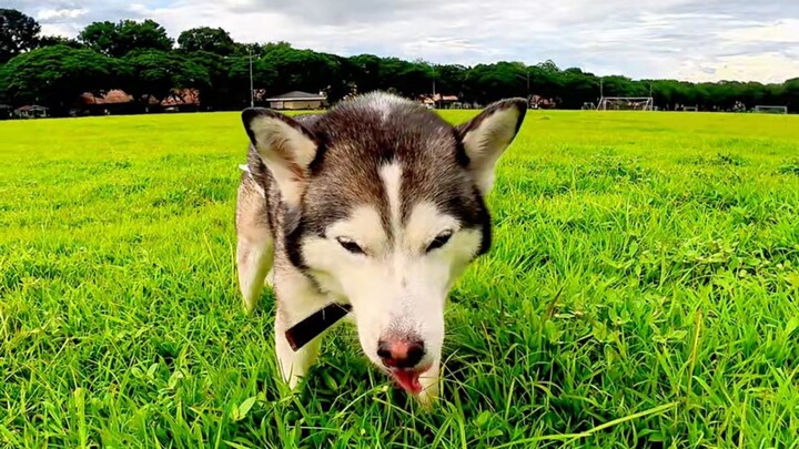 搞笑哈士奇 🐶🌿 我家养的到底是狗还是牛？🤔😂