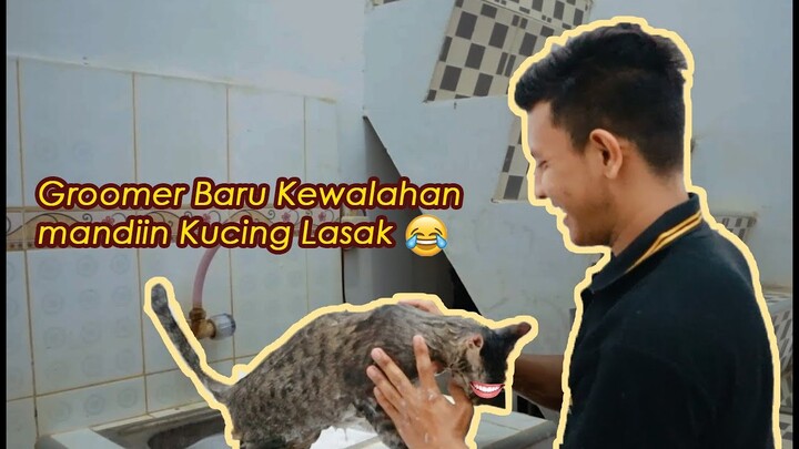 Tes Kemampuan Grommer Baru Mandiin Kucing Super Lasak