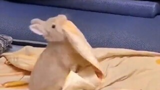 🐇兔子给自己，盖毛毯的样子，太可爱了🥕
