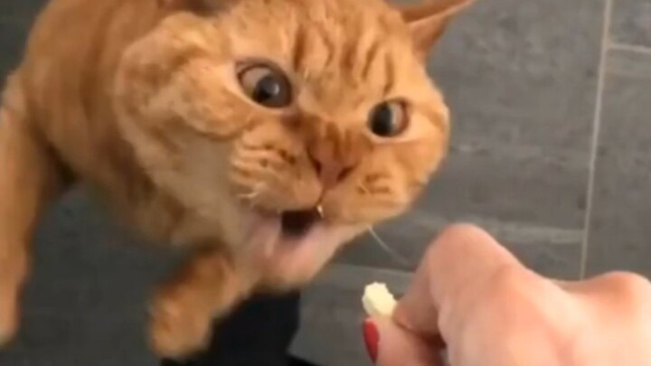 القط: "الأكل يتطلب الكفاءة!"