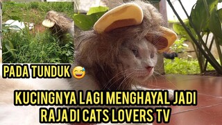 kucing Ini Halusinasi Pengen Jadi Raja Di Cats Lovers Tv 😁