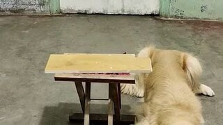 Mother dog caring on her child dog..... Dog's love