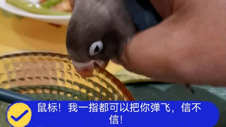 Do birds all love eating human food?