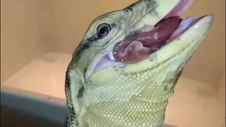 Feedingtime Asian water monitor ( Biawak Jawa ) varanus salvator