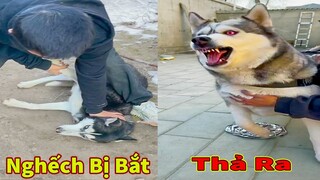 Thú Cưng TV | Ngáo Và Ngơ #49 | chó thông minh vui nhộn | Pets funny cute smart dog