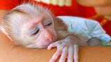 Precious Baby!! Tiny Monkey Luca Feel Super Warm In Mom's Comfort & Care