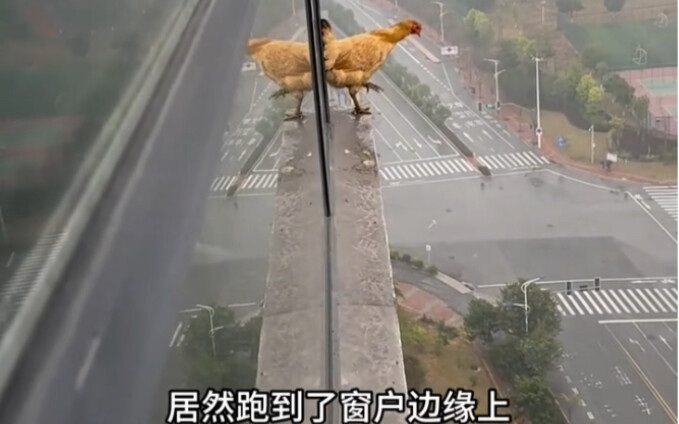 Panggung luas yang melambung...