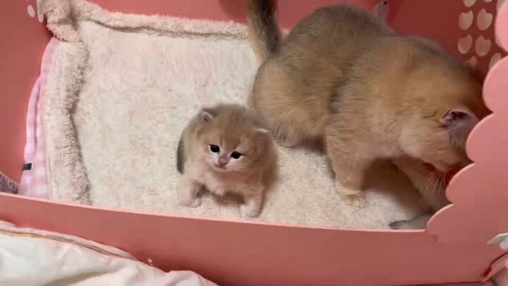 Oke, aku Xiao Maomi juga langsung pasang gaya petir, ya deh!