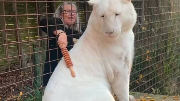 Nenek menggelitik, kucing kecil enak banget sampai mengeong-mengeong