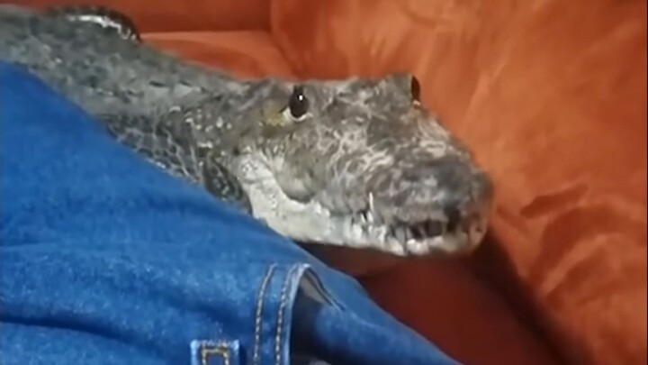Buaya bermoncong pendek yang imut dan menggemaskan!