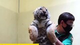 A tiger mother gave birth to rare quintuplets. When the cubs received injections, they all became co