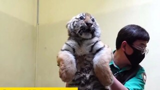 Induk harimau melahirkan anak kembar lima yang langka.Ketika anak-anaknya disuntik, mereka semua men