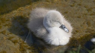 The baby swan who can sleep anywhere