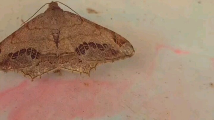 “Sau khi uống thuốc ngủ, thân thể đã chìm vào giấc ngủ, nhưng trái tim vẫn đang vẽ.”