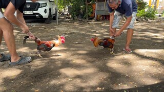 my brood stag test fire sa manok ng kapit bahay part 2 (yung may palong)✌️