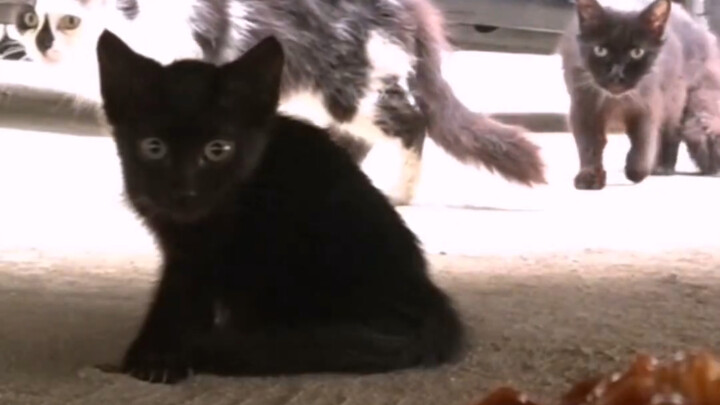 มาขอบคุณคนที่ให้อาหารแมวจรจัดกันเถอะ