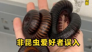 画面可能引人不适，非昆虫爱好者，请谨慎观看