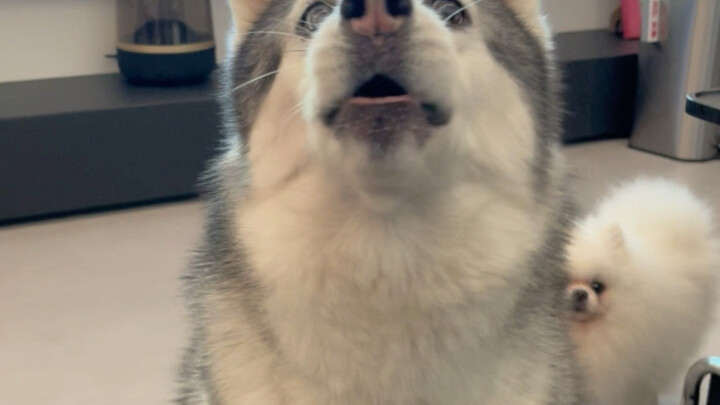 Mấy suy nghĩ nhỏ của cún con dễ hiểu quá đi mất!