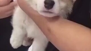 How afraid are puppies of injections?