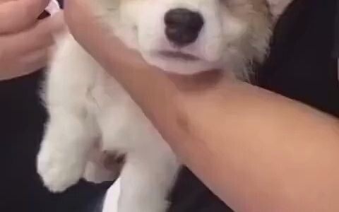 How afraid are puppies of injections?