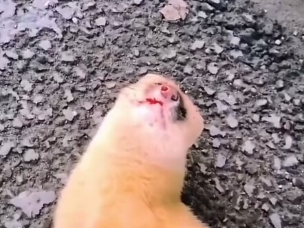 ตลก! ตัวมิงค์: ตอนแรกฉันยังอยากมีชีวิตอยู่ แต่ตอนนี้ฉันแค่อยากเป็น “มิงค์” สัตว์เลี้ยงน่ารัก