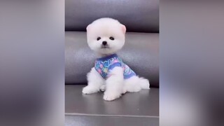 Nhue này đủ cute chưa chó chó_cưng