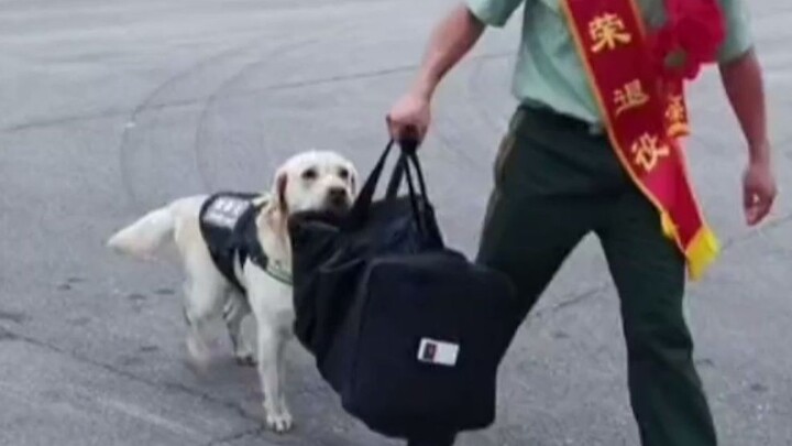 军犬唯一违抗命令的一次