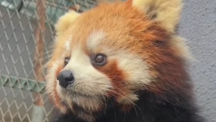 So cute! I just had to draw it—no talk of taking on commissions yet ^O^