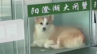 I was feeling really frustrated until I saw this silly dog.