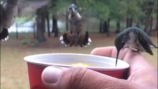 طائر الطنان الذي يشرب المشروبات