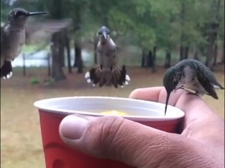 Hummingbird Drinking a Beverage
