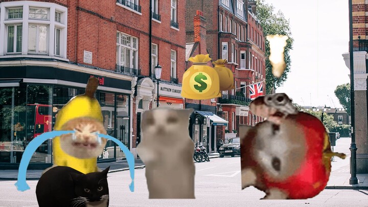 خرجت الهرة اليوم للعب، لكنها تعرّضت للسطو...