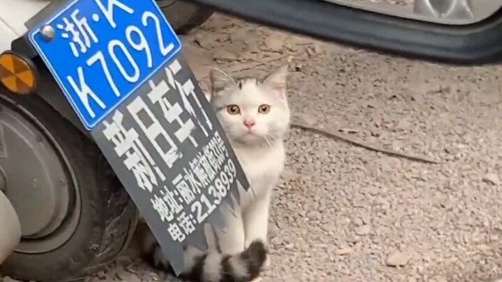 The kitten doesn’t have a sense of time; it just knows it needs to wait for you.