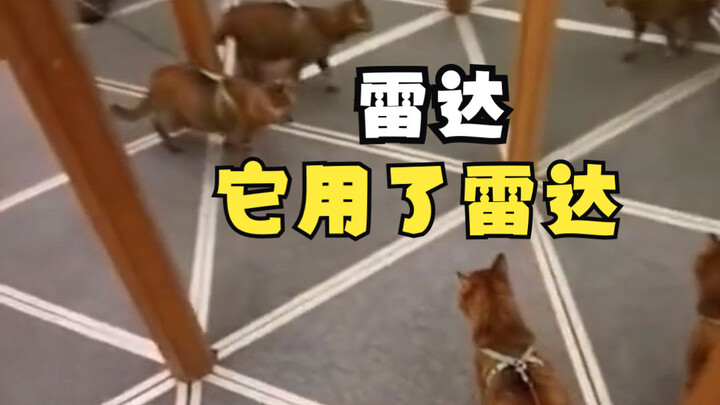 现在知道猫的胡子用处大了吧！！！