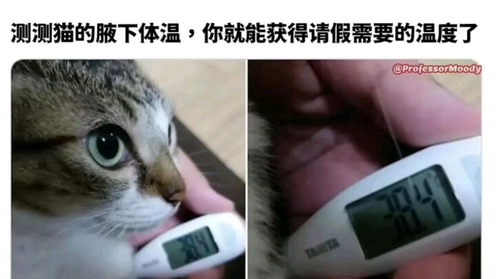 The kitty’s so happy it could help you—now you can stay home and spend time with it! [Heart]
