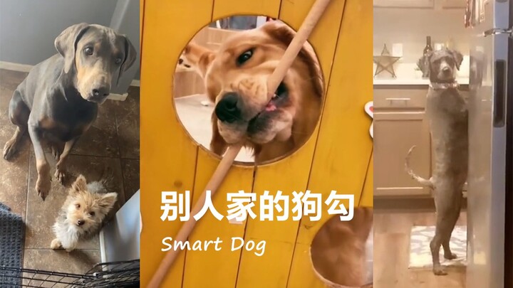 Doggy: Mommy, let me do the dishes tonight!