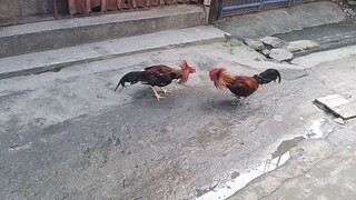 1st SPAR NI STRAIGHT COMB