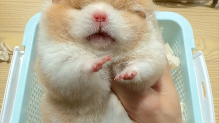 Tikus gemuk seberat 300 gram telah pindah ke rumah barunya dan menikmati hidup bahagia
