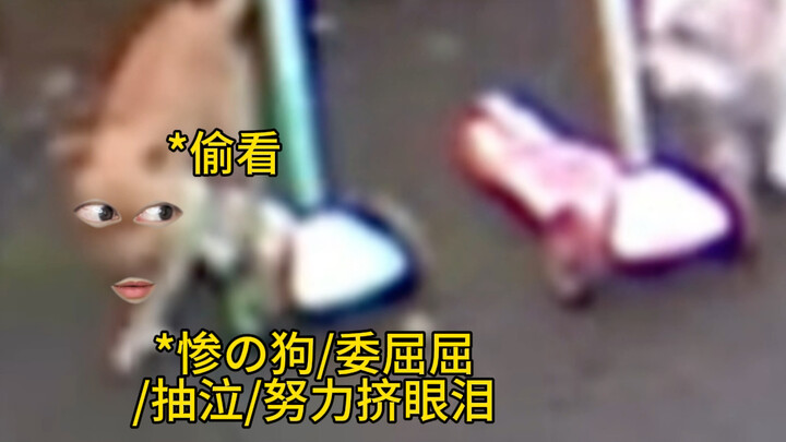 "Kesetiaan Si Anjing"