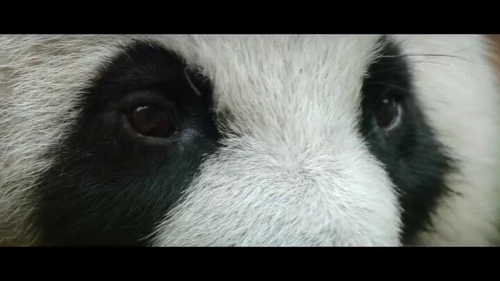 Động vật (Phần 2) EP 3 [Sub Việt]