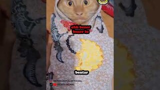 kucing ngantuk berat dah kayanya