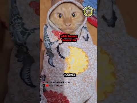 kucing ngantuk berat dah kayanya