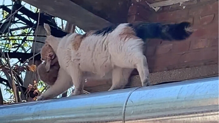 Kucing liar yang selama ini saya beri makan telah membawakan saya empat anak kucing.