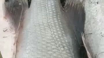 kakap putih/barramundi monster semua...pada naik